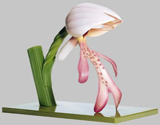 BoS14/10 Helmet orchid Flower